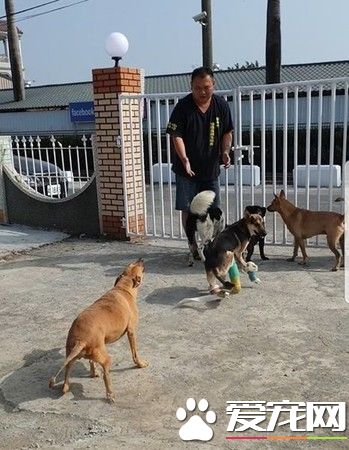 车祸浪汪瘫痪五个月 见到阿爸神奇站起来了