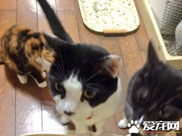 贪吃哥哥被弟弟暴打 超冲击性的画面被拍下