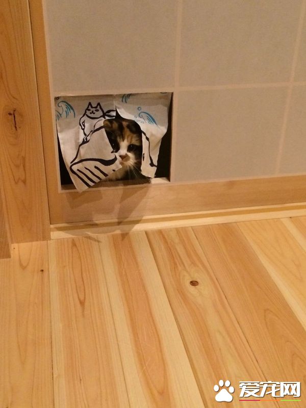 喵星人爱撞纸拉门 猫奴干脆改造留出猫门