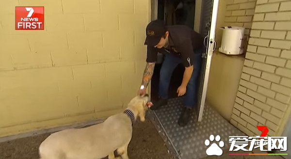 13岁汪坚持每天的肉店行程 十年如一日的等骨头