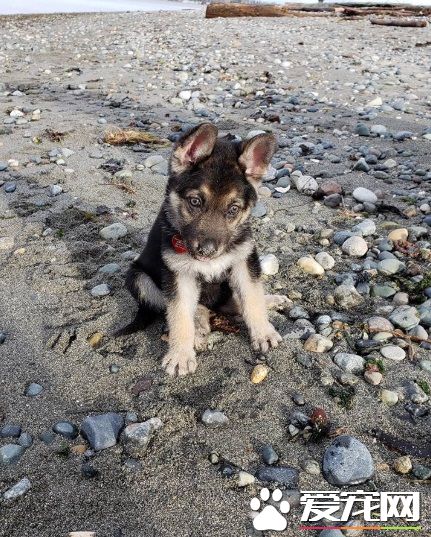 心脏病狗狗生命剩几个月 中途妈妈带它享受狗生