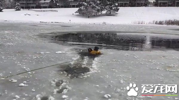 好动狗狗湖面玩耍坠湖 幸遇消防员帅气抢救