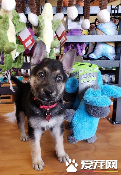 心脏病狗狗生命剩几个月 中途妈妈带它享受狗生