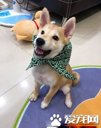 啊柴偷飞盘被当场抓包 变独一无二的好柴拖