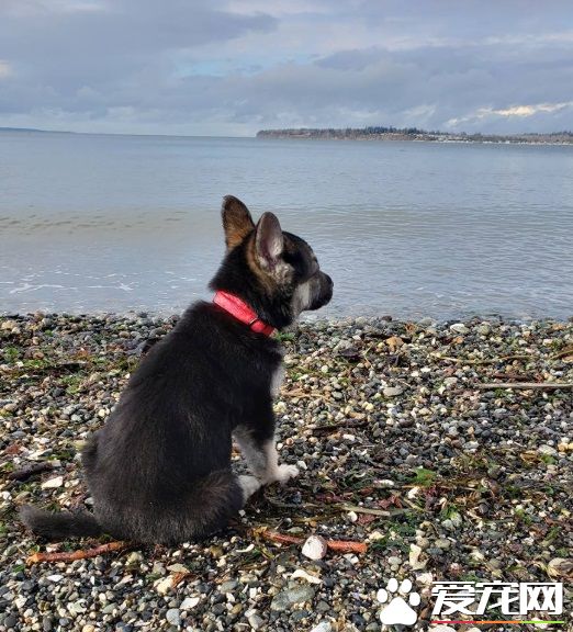 心脏病狗狗生命剩几个月 中途妈妈带它享受狗生