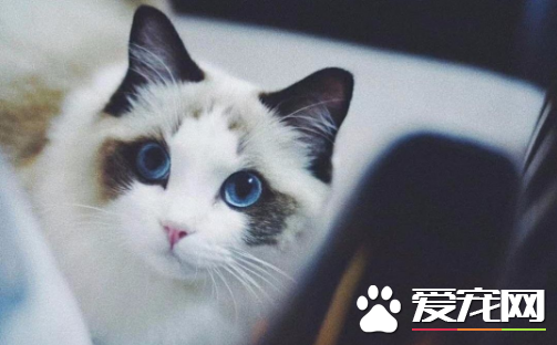 布偶猫吃什么有益身体健康 原来这些食物最适合布偶猫吃