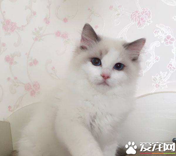 布偶猫有纯色的吗 布偶猫的颜色原来有这么多