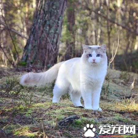 布偶猫多大开始认主人 布偶猫把你当主人的几个表现