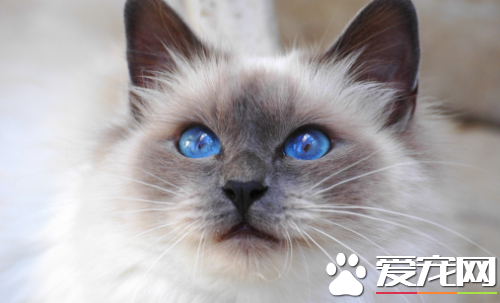 布偶猫流眼泪怎么回事 布偶猫眼睛流泪这招最管用