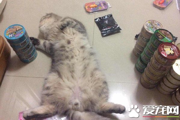 带着猫滚出去! 3年后阿嬷关心瘦得跟猴一样