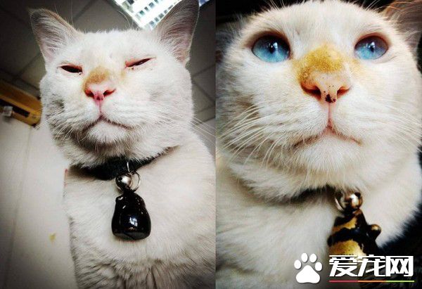 2014年双手捧着臭脸猫 2019年只剩空空一双手