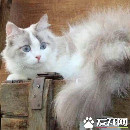 布偶猫几个月换牙 布偶猫换牙要注意这些事项