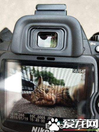 虎斑喵来讨摸撒娇顺手留影 竟成为猫咪的遗照