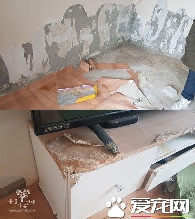 南韩发生虐狗悲剧 狗被关空屋惨遭活活饿死
