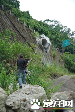 板桥第一暖男 帮助瘫痪的小狗重拾笑容与活泼