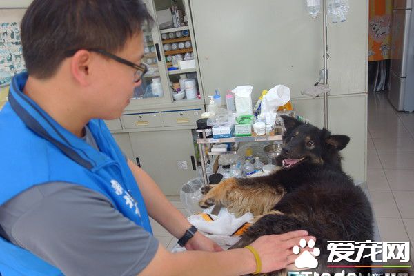 板桥第一暖男 帮助瘫痪的小狗重拾笑容与活泼