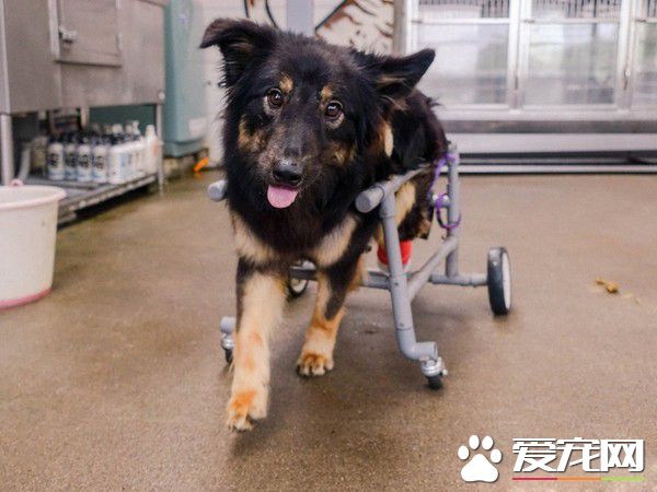 板桥第一暖男 帮助瘫痪的小狗重拾笑容与活泼