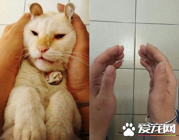 2014年双手捧着臭脸猫 2019年只剩空空一双手