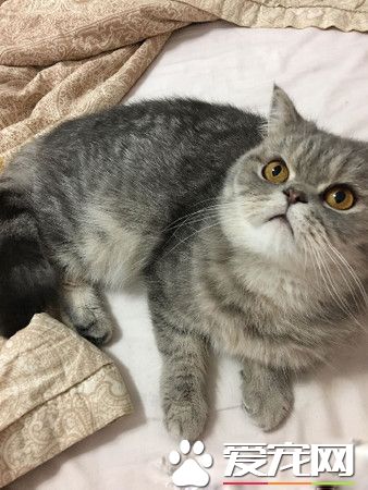 带着猫滚出去! 3年后阿嬷关心瘦得跟猴一样