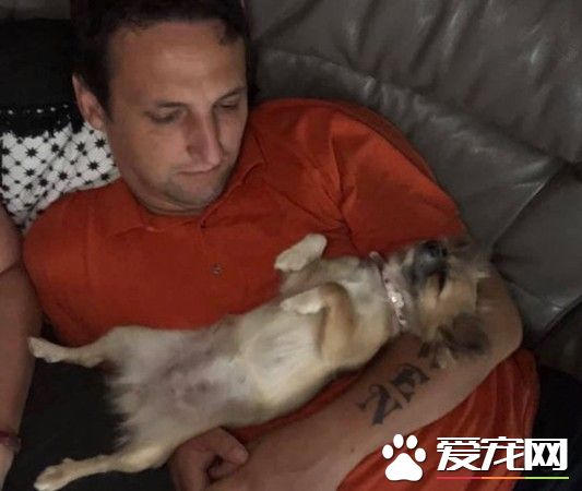 吉娃娃用生命报答主人 奋不顾身去救女主人