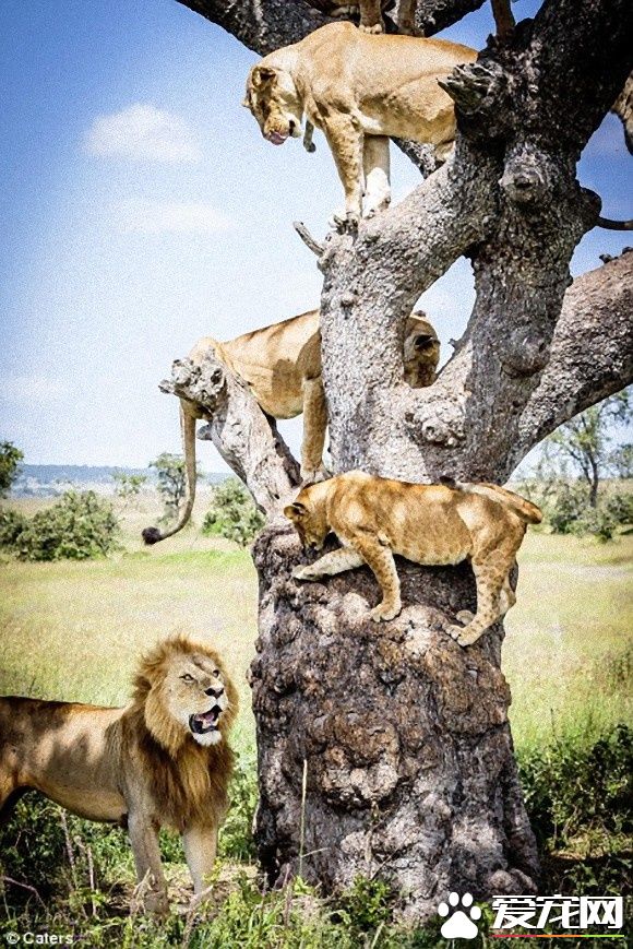 在大自然讨生活也很辛苦 狮子被苍蝇吓到躲树上