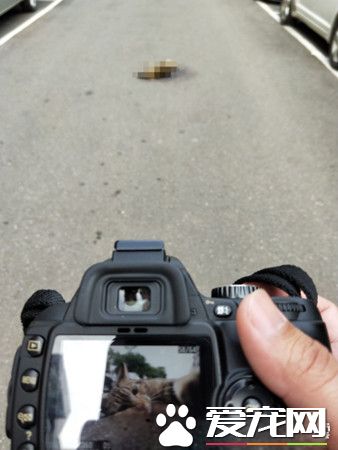 虎斑喵来讨摸撒娇顺手留影 竟成为猫咪的遗照