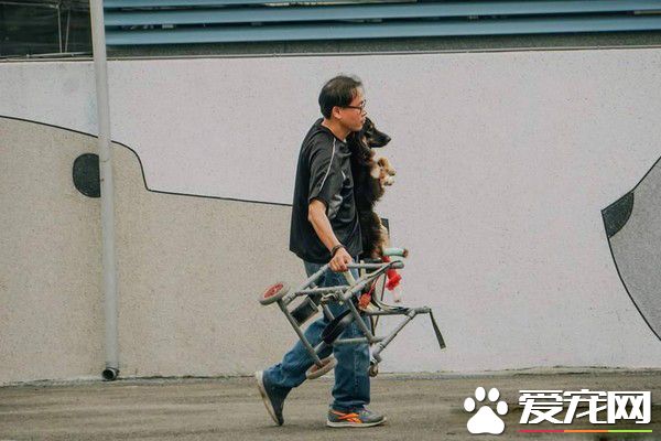 板桥第一暖男 帮助瘫痪的小狗重拾笑容与活泼