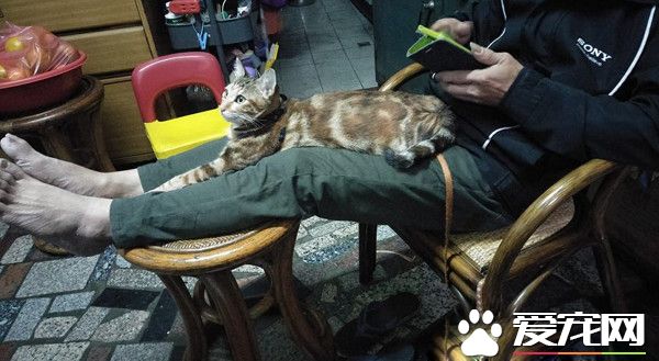 喵星人的魅力不容小觑 亲生儿子直接被弃养