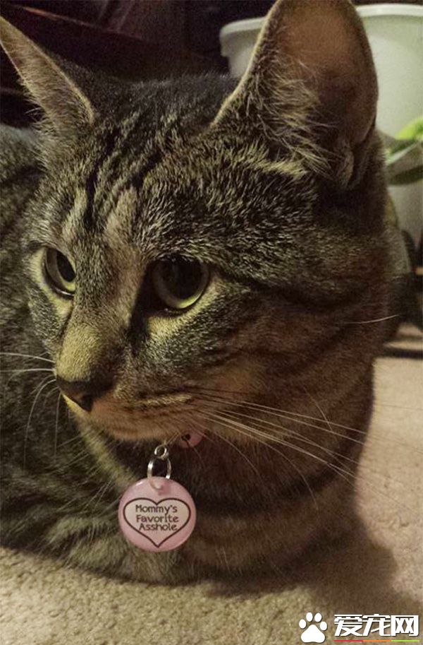 这些歪果人毛小孩吊牌 超有趣的搞怪内容