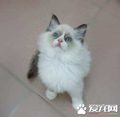 布偶猫发情怎么办 布偶猫发情这招最管用