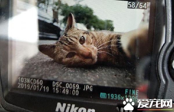 虎斑喵来讨摸撒娇顺手留影 竟成为猫咪的遗照