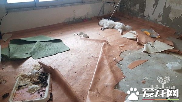 南韩发生虐狗悲剧 狗被关空屋惨遭活活饿死