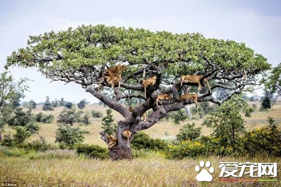 在大自然讨生活也很辛苦 狮子被苍蝇吓到躲树上