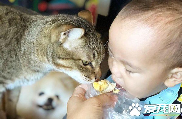 吸猫运动请从小做起 小小年纪就有专业猫奴气质