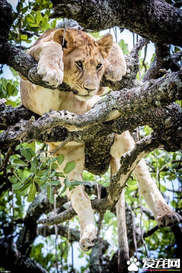 在大自然讨生活也很辛苦 狮子被苍蝇吓到躲树上