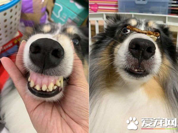 汪星人镇妖符尿的意义深重 网友看出惊人事实!