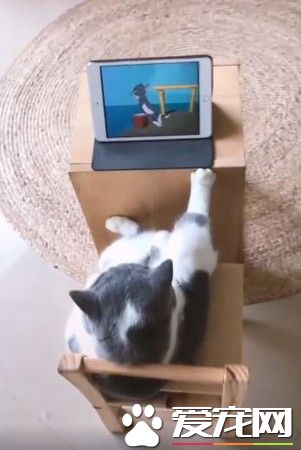 这姿势还真够霸气 喵爷前肢放的位置有些尴尬