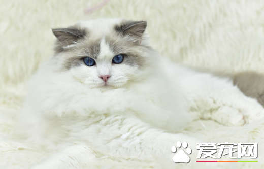 布偶猫拉屎有血 布偶猫拉屎有血竟然这么危险