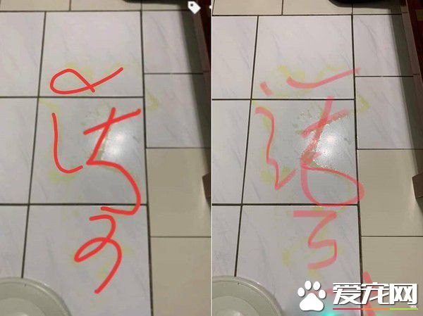 汪星人镇妖符尿的意义深重 网友看出惊人事实!