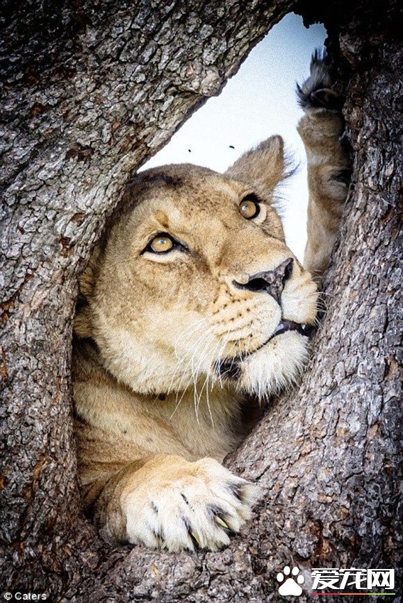 在大自然讨生活也很辛苦 狮子被苍蝇吓到躲树上