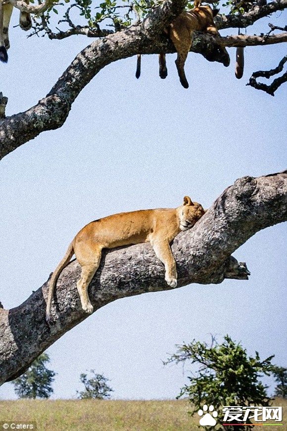 在大自然讨生活也很辛苦 狮子被苍蝇吓到躲树上