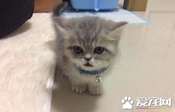 带着猫滚出去! 3年后阿嬷关心瘦得跟猴一样