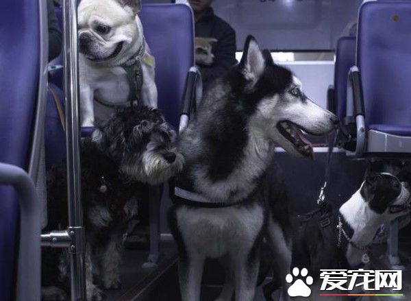 狗狗公交来了运营已近两年 一起打造友善城市