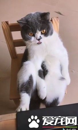 这姿势还真够霸气 喵爷前肢放的位置有些尴尬