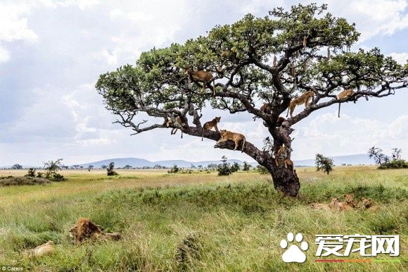 在大自然讨生活也很辛苦 狮子被苍蝇吓到躲树上