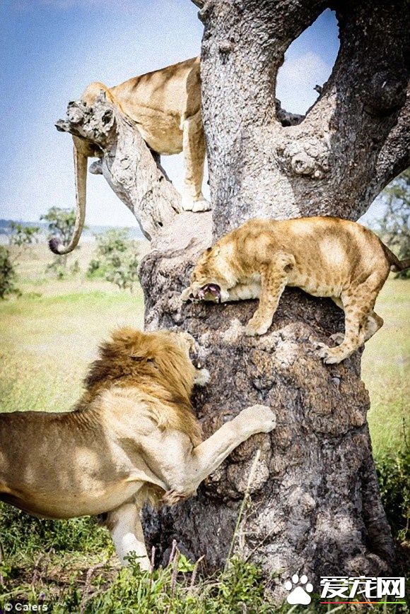 在大自然讨生活也很辛苦 狮子被苍蝇吓到躲树上