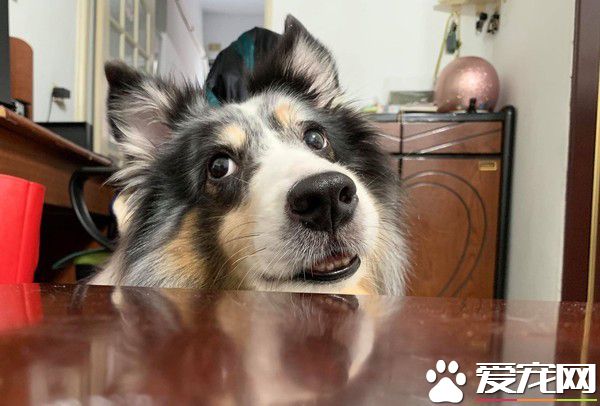 汪星人镇妖符尿的意义深重 网友看出惊人事实!