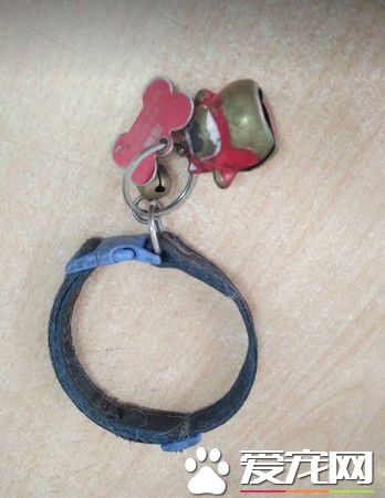 2014年双手捧着臭脸猫 2019年只剩空空一双手