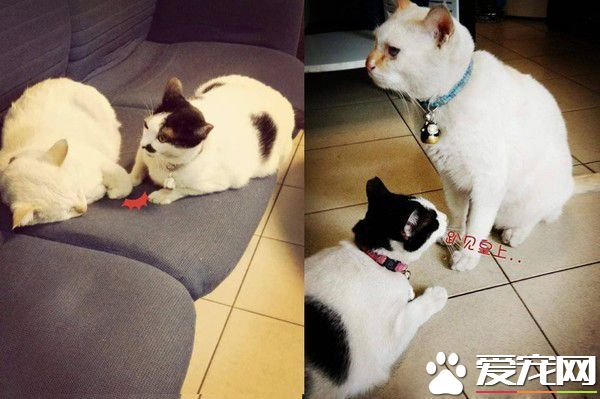 2014年双手捧着臭脸猫 2019年只剩空空一双手