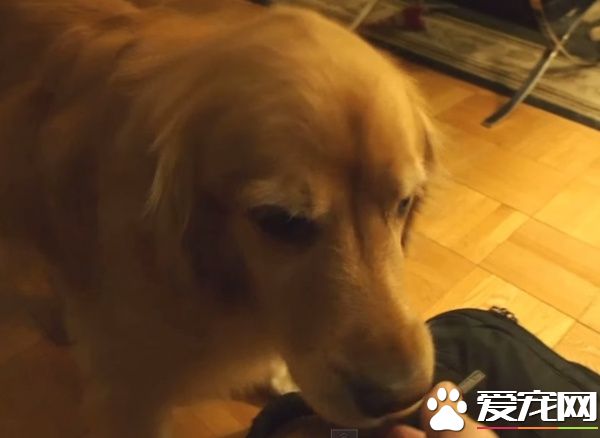 超现实黄金猎犬 主人回家热情迎接后要拿礼物